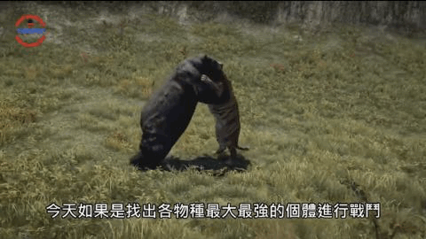 【出道616】数个人类绝对不想介入的动物战争,万兽之王不是狮子老虎,由你来选出谁是最强