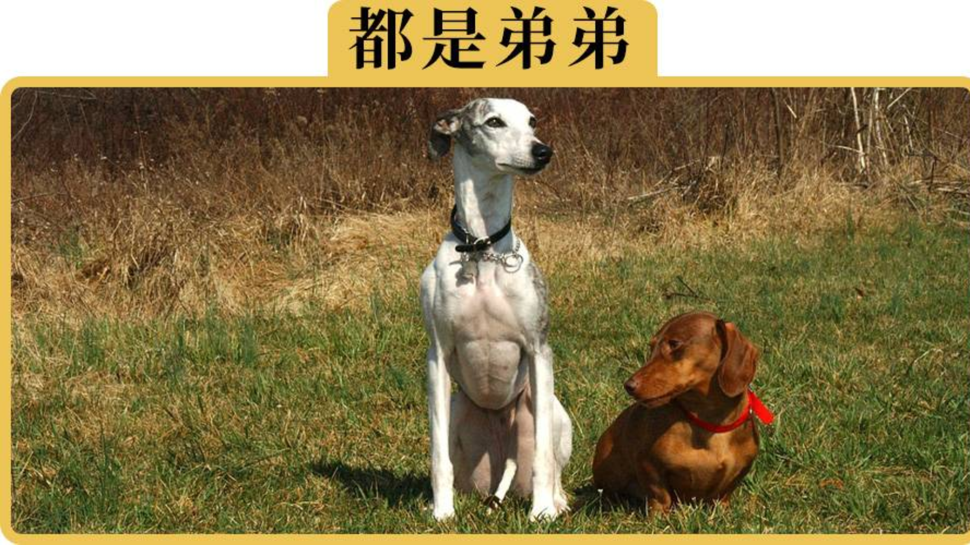 SUV对撞小轿车,哪个更吃亏