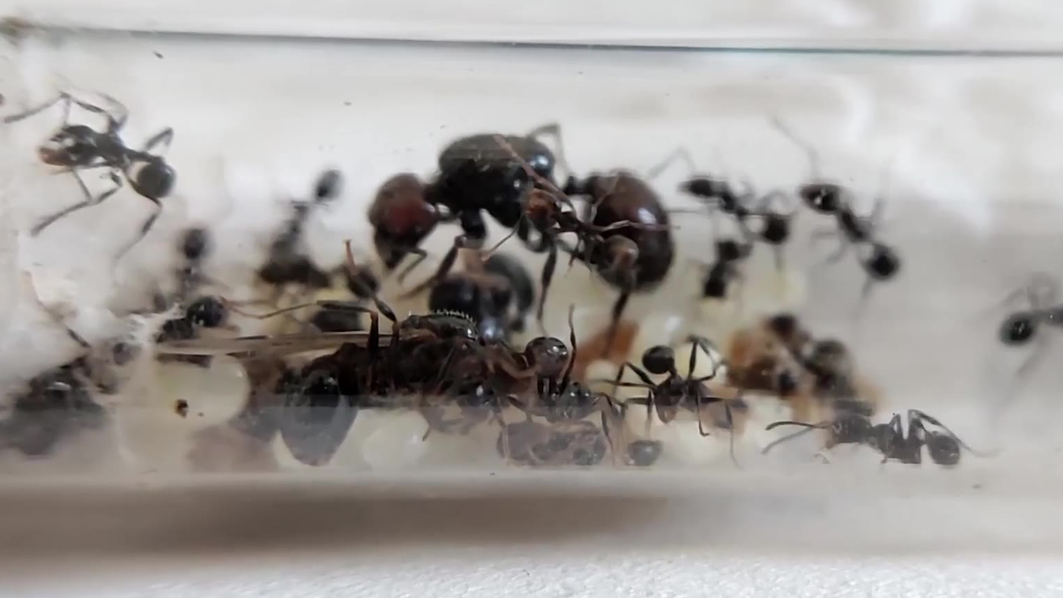 【60帧】震惊!野蛮收获蚁竟生出针毛羽蚁!