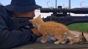 #流浪小奶猫陪特警小哥哥训练# 网友:铁汉柔情!