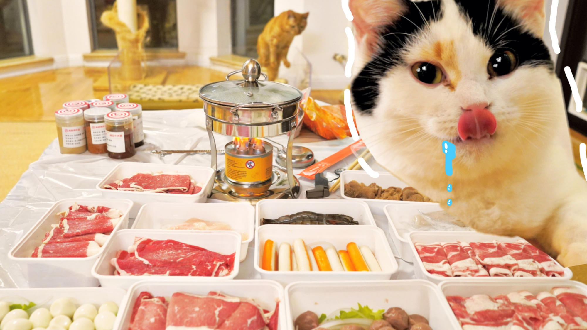 在家涮火锅, 这只小猫咪太能吃了, 不如我们