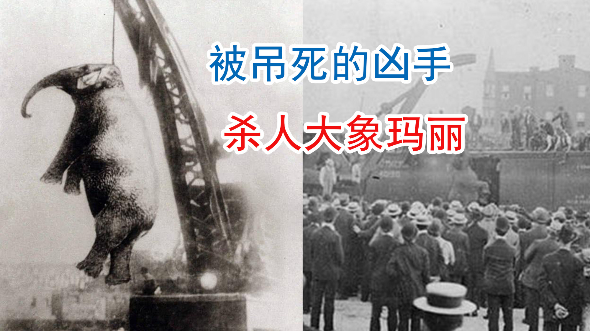 杀人玛丽,一头因谋杀而被判绞刑的大象,背后却是一场悲剧