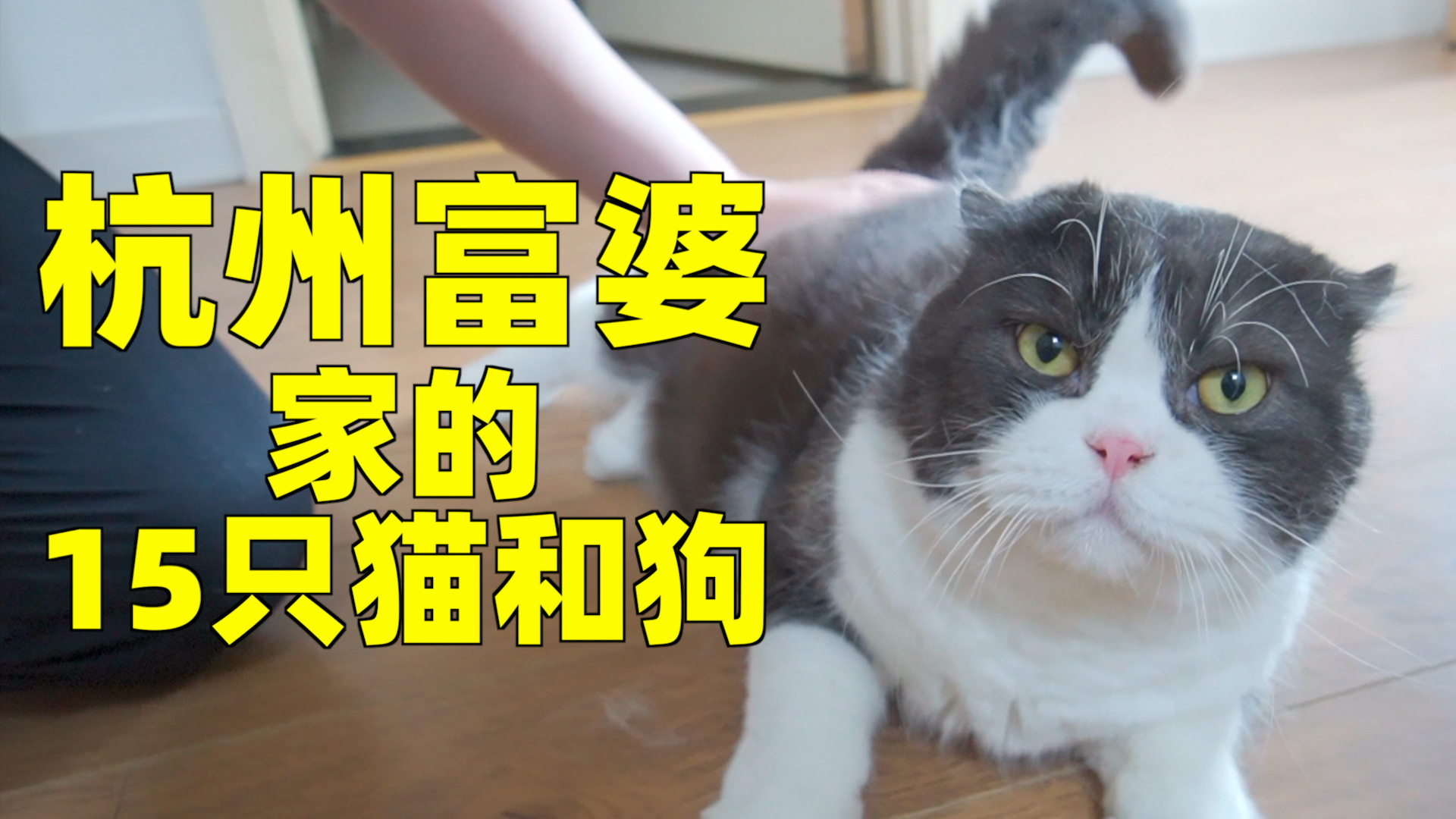 参观杭州富婆家的15只猫,您家还缺猫吗?上过大学的那种!