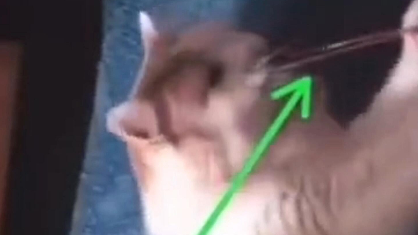猫咪拉皮筋,拉出了电音的感觉~