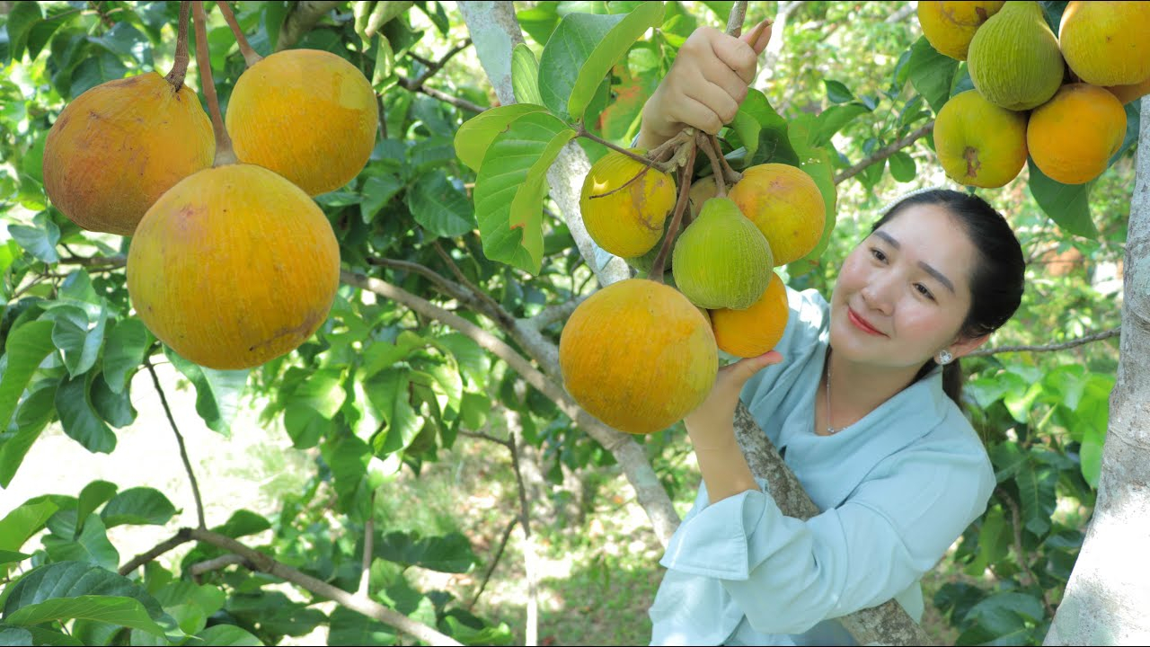 无花果怎么吃才叫爽?看看柬埔寨女子怎么吃的!