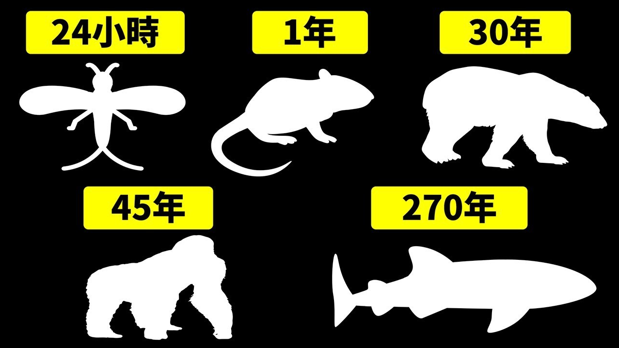世界上寿命最短和最长的动物是什么?