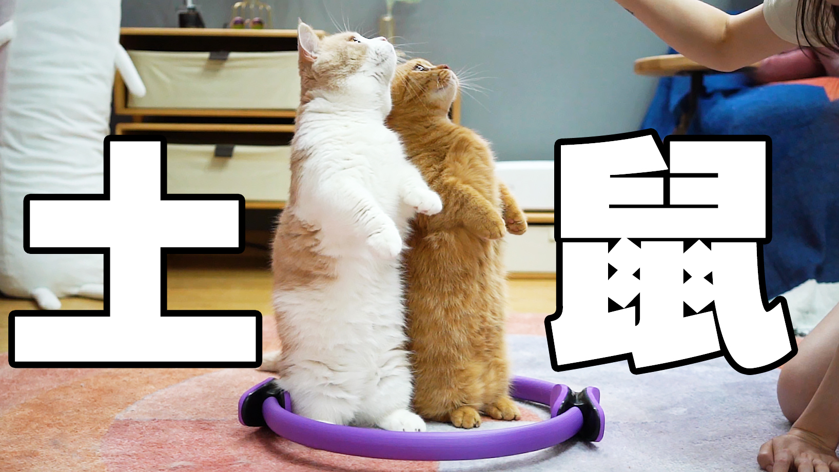 地上放个圈看猫反应?说出来你可能不信,猫是土拨鼠变的