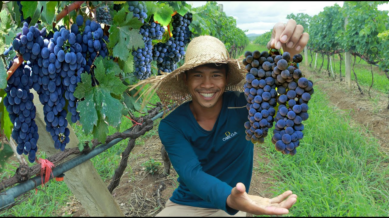 舌尖上的缅甸,草帽哥吃葡萄就是与众不同!