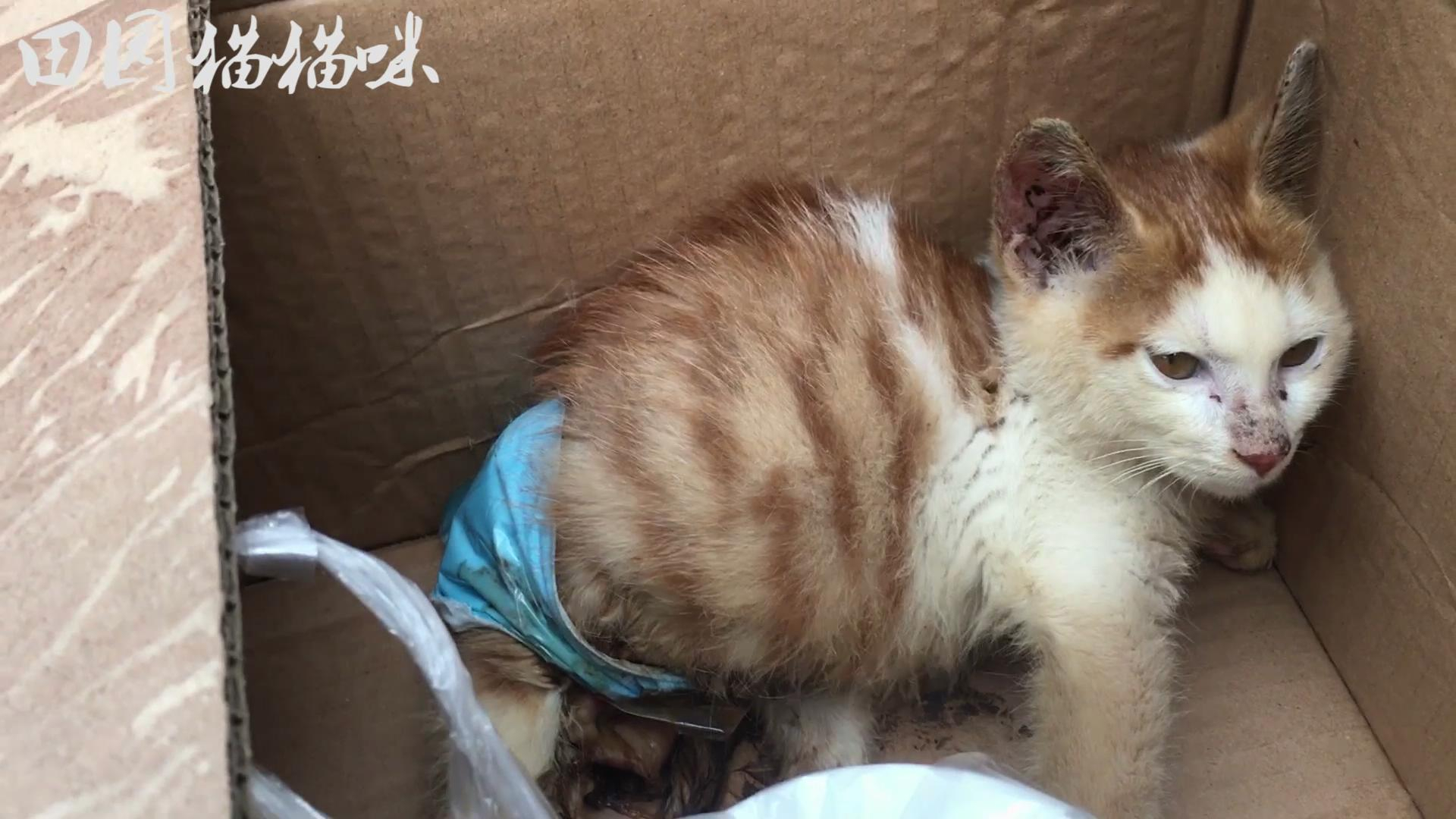 这么可爱的小猫被车碾压了双腿,导致下半身皮肤全部腐烂坏死