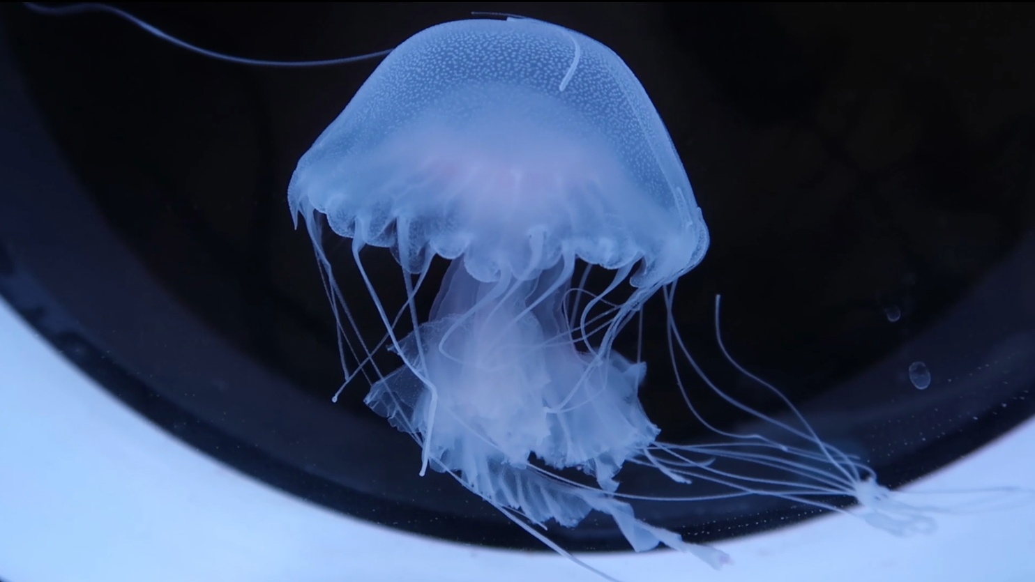 【水母的神秘世界】大西洋海刺水母