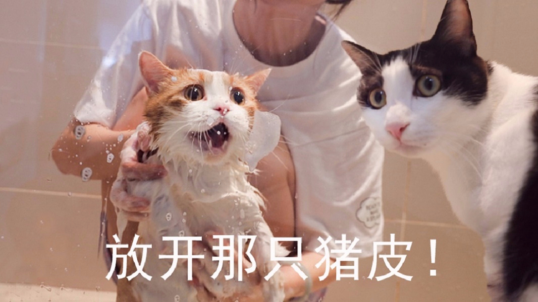 猪皮猫被拖去洗澡,分哥急得嗷嗷叫,浴室差点拆掉!