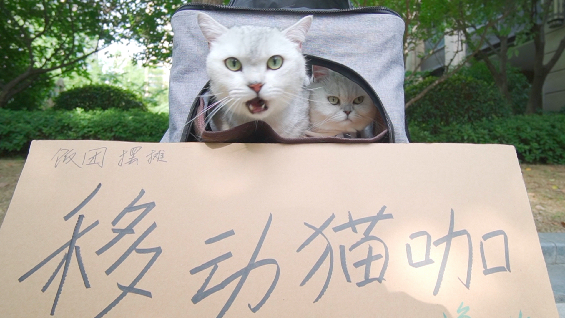 出门遛猫还摆成了地摊.猫咪又怂又好奇,还要一连六七天?