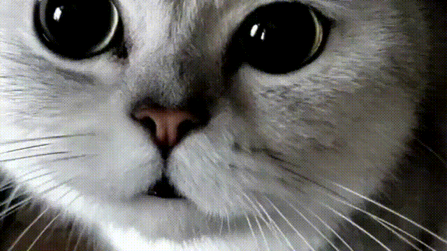 【第二十四弹】你家猫咪可能对你有想法
