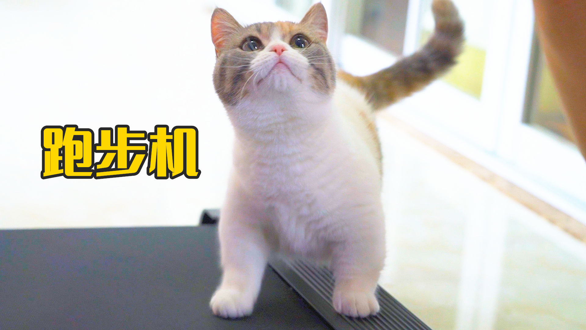 用小鱼干骗猫上跑步机,猫居然迈着小短腿跑了起来!