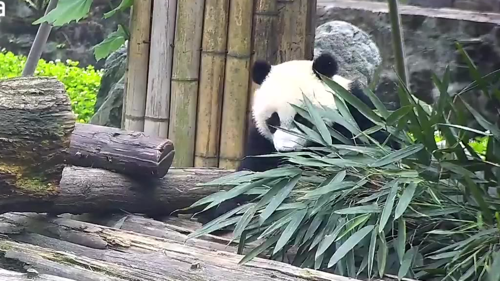 【每日一滚】国宝邀你感受做吃货的快乐!