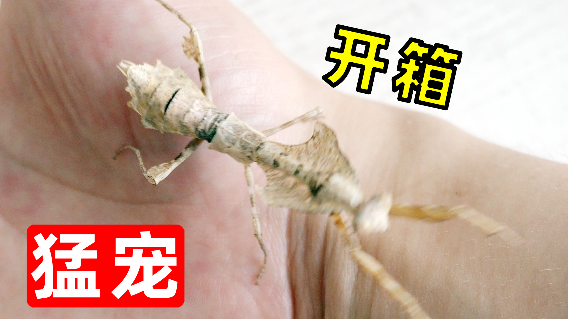 开箱120元网购的螳螂,捕食蟑螂很凶猛!