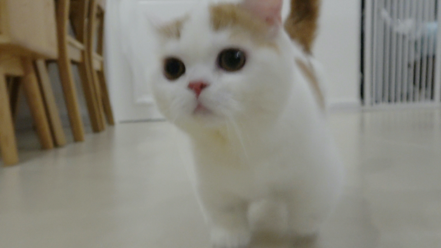 成熟的猫自己会养生