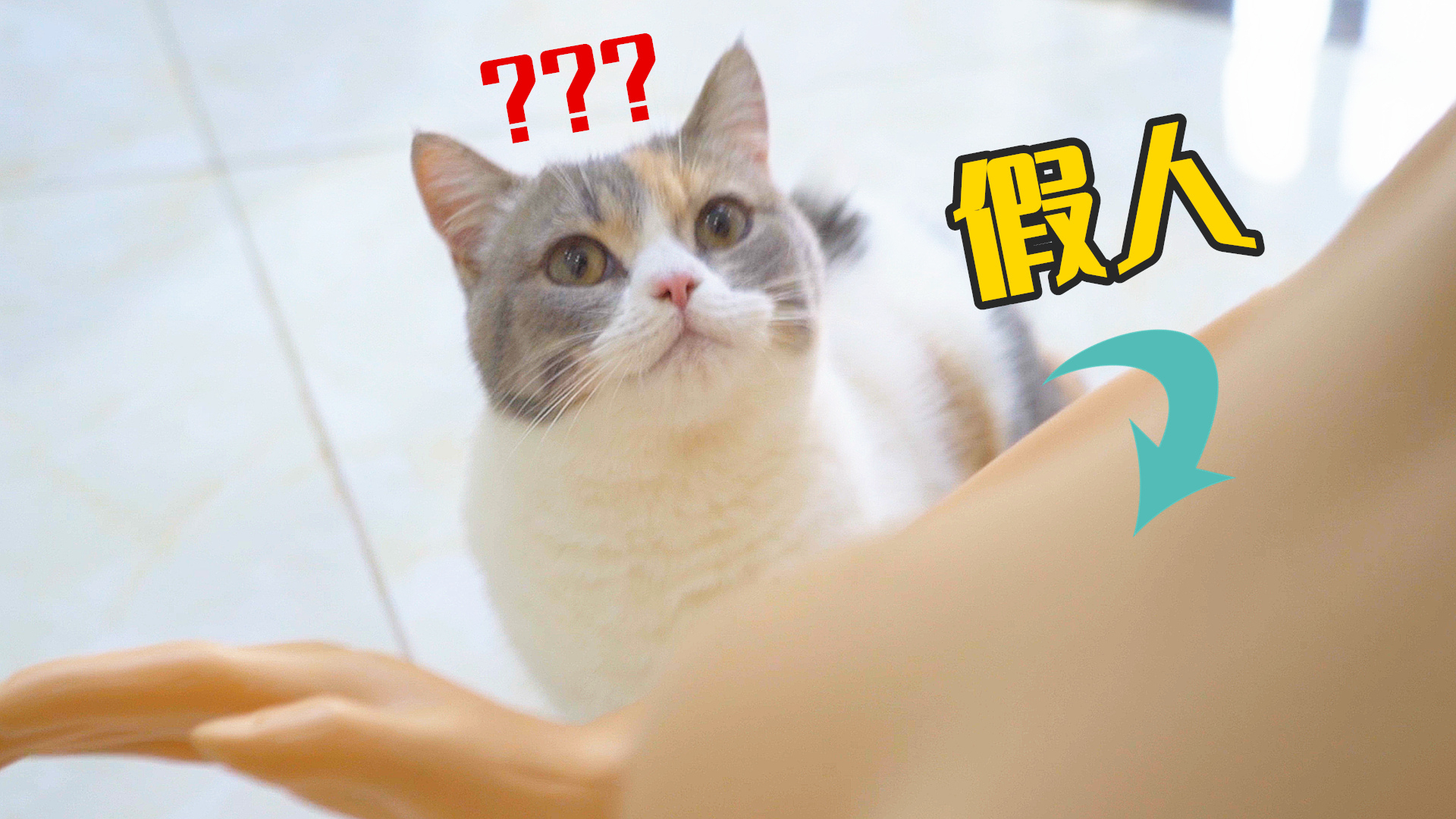 把假人放在猫面前,猫会是什么反应?猫:有两个铲屎的!