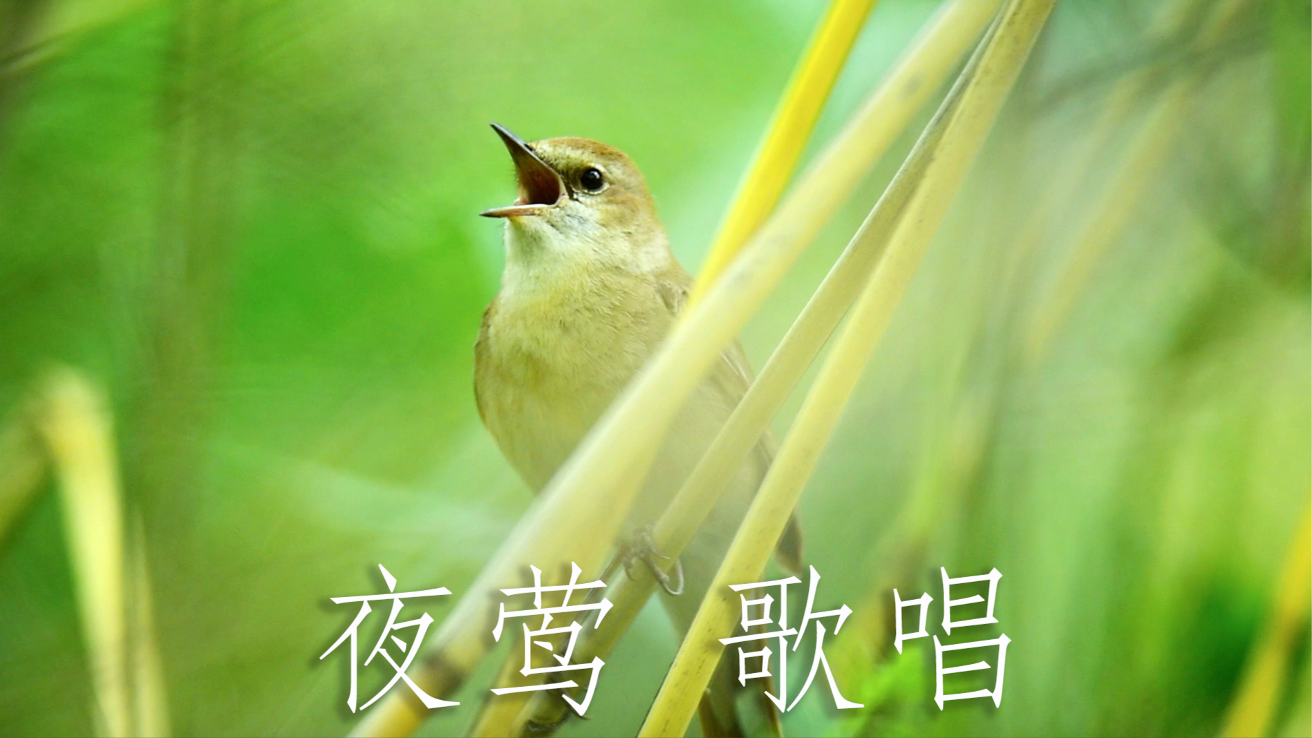 原来这就是新疆歌鸲,叫声非常悦耳,真是太好听啦!