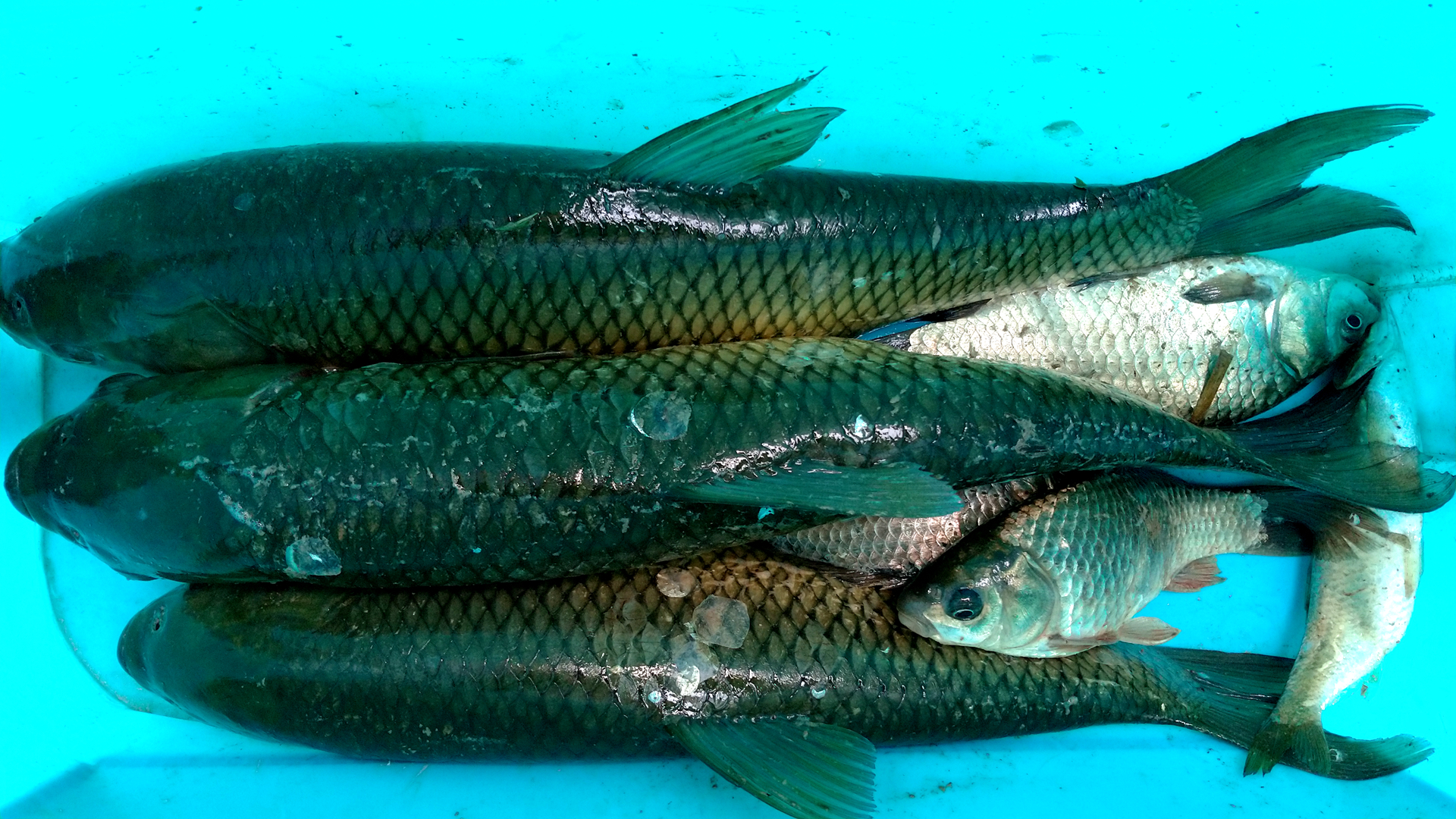 钓鱼时浮漂的灵钝很重要这样来调整让你有口就中鱼