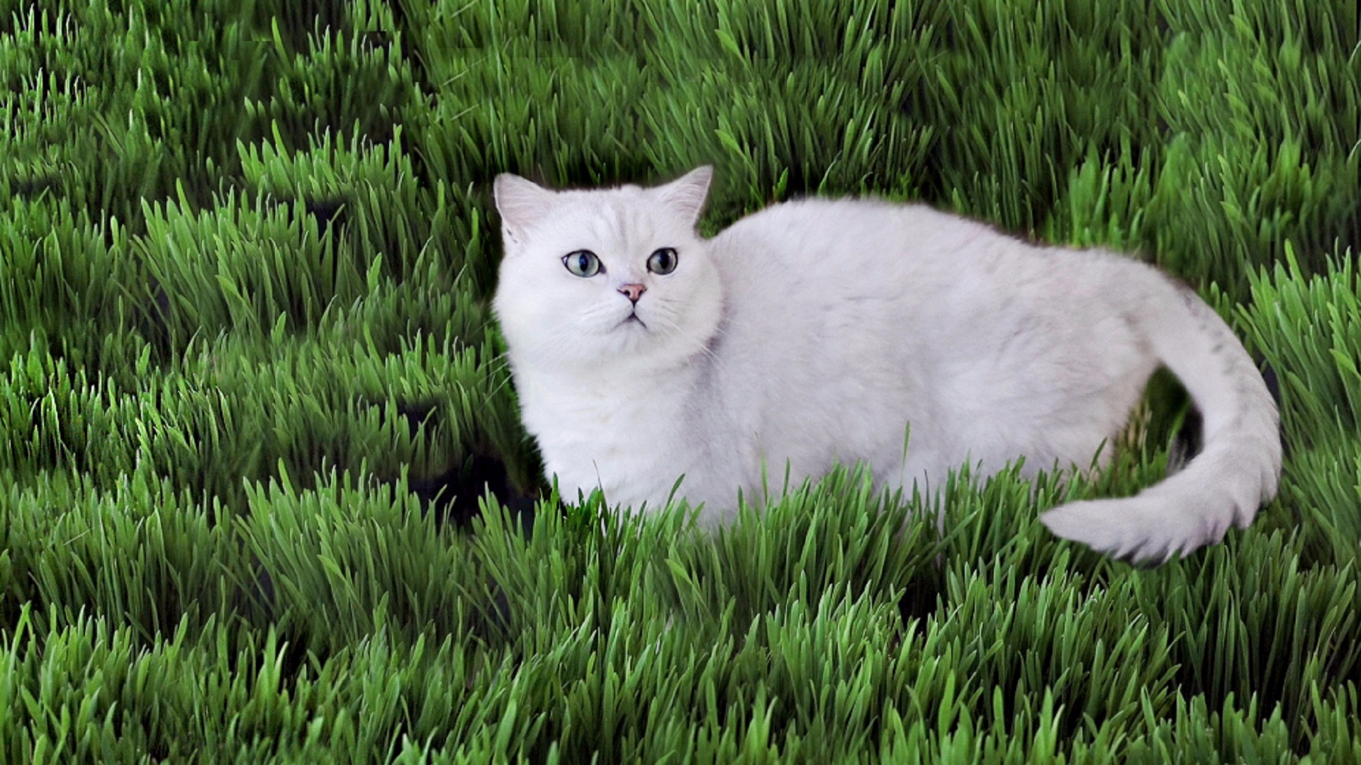 猫草疯长一屋子,5只猫轮番上阵,吃到打嗝~