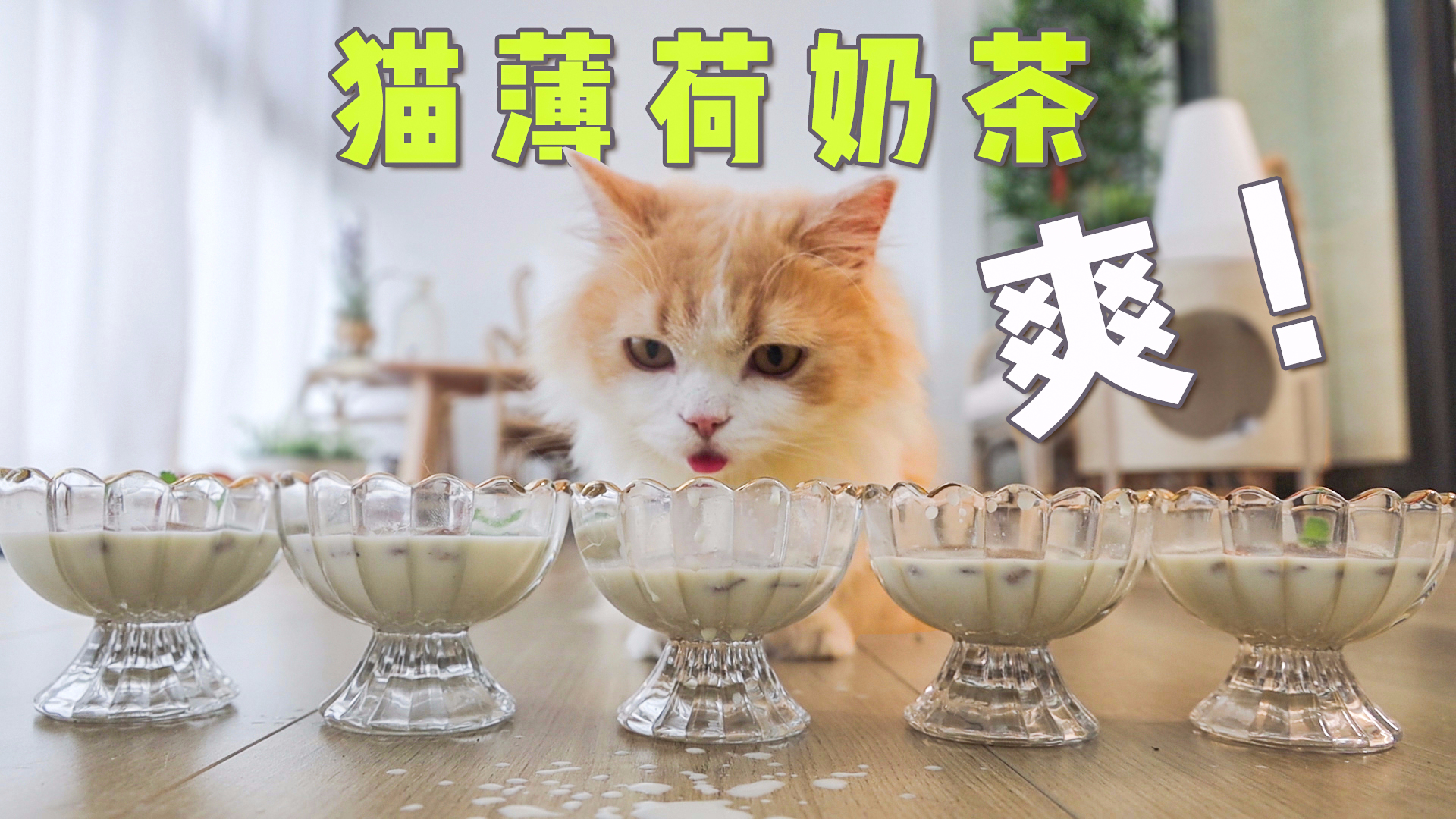 铲屎官自制猫薄荷奶茶!小小一杯猫咪起飞!