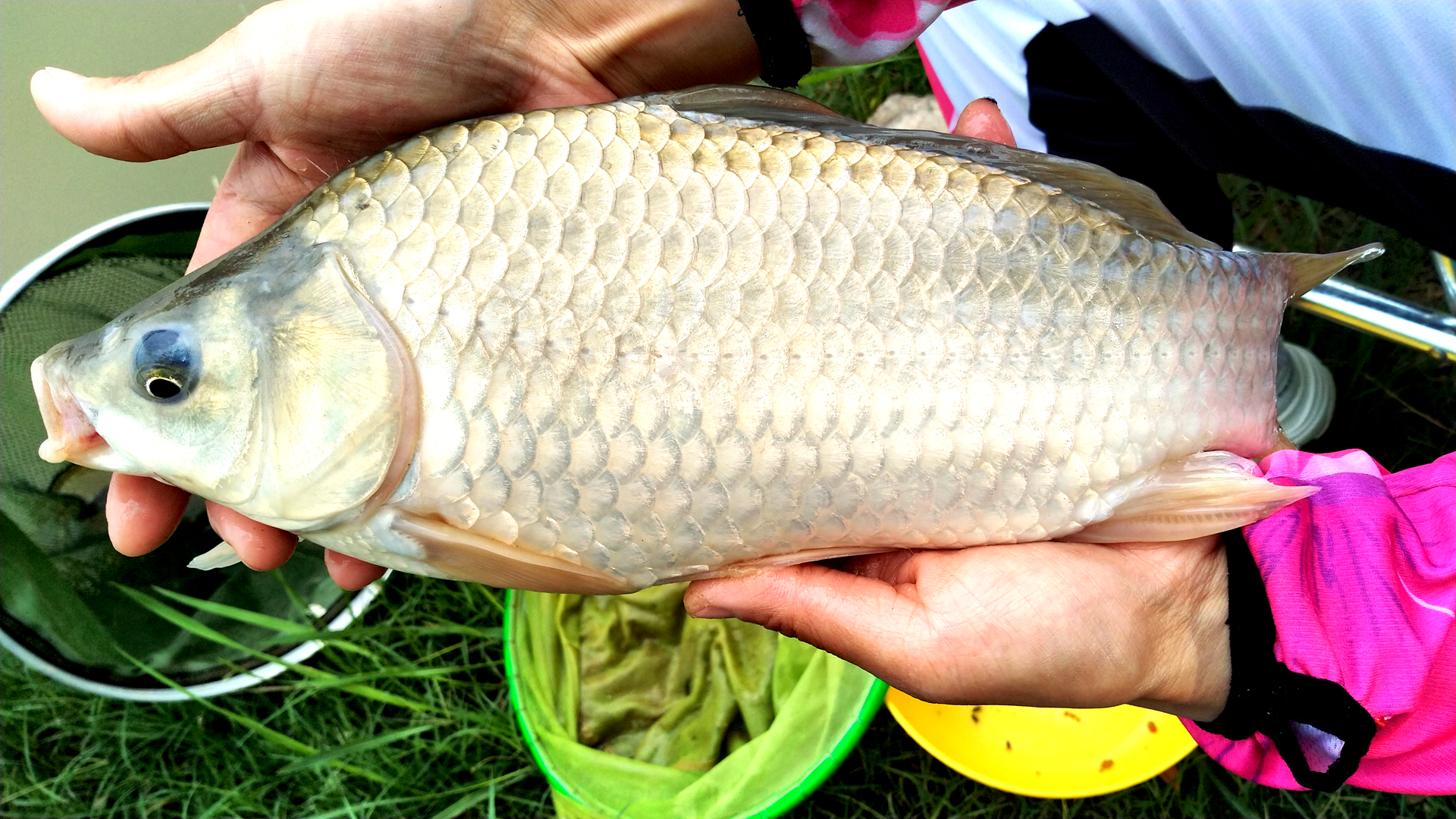 秋后夜钓真的很爽这里的鱼太有激情下竿咬钩鲫鲤爆连