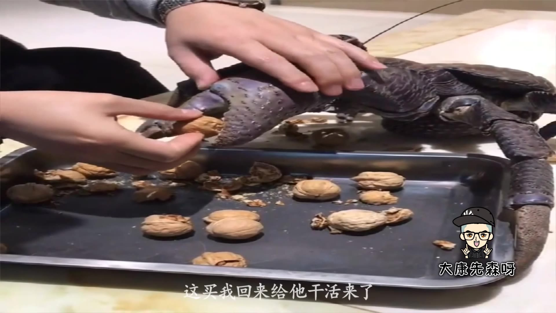 我堂堂椰子蟹啊,这做梦也想不到他会买我来干活啊,可真是个人才