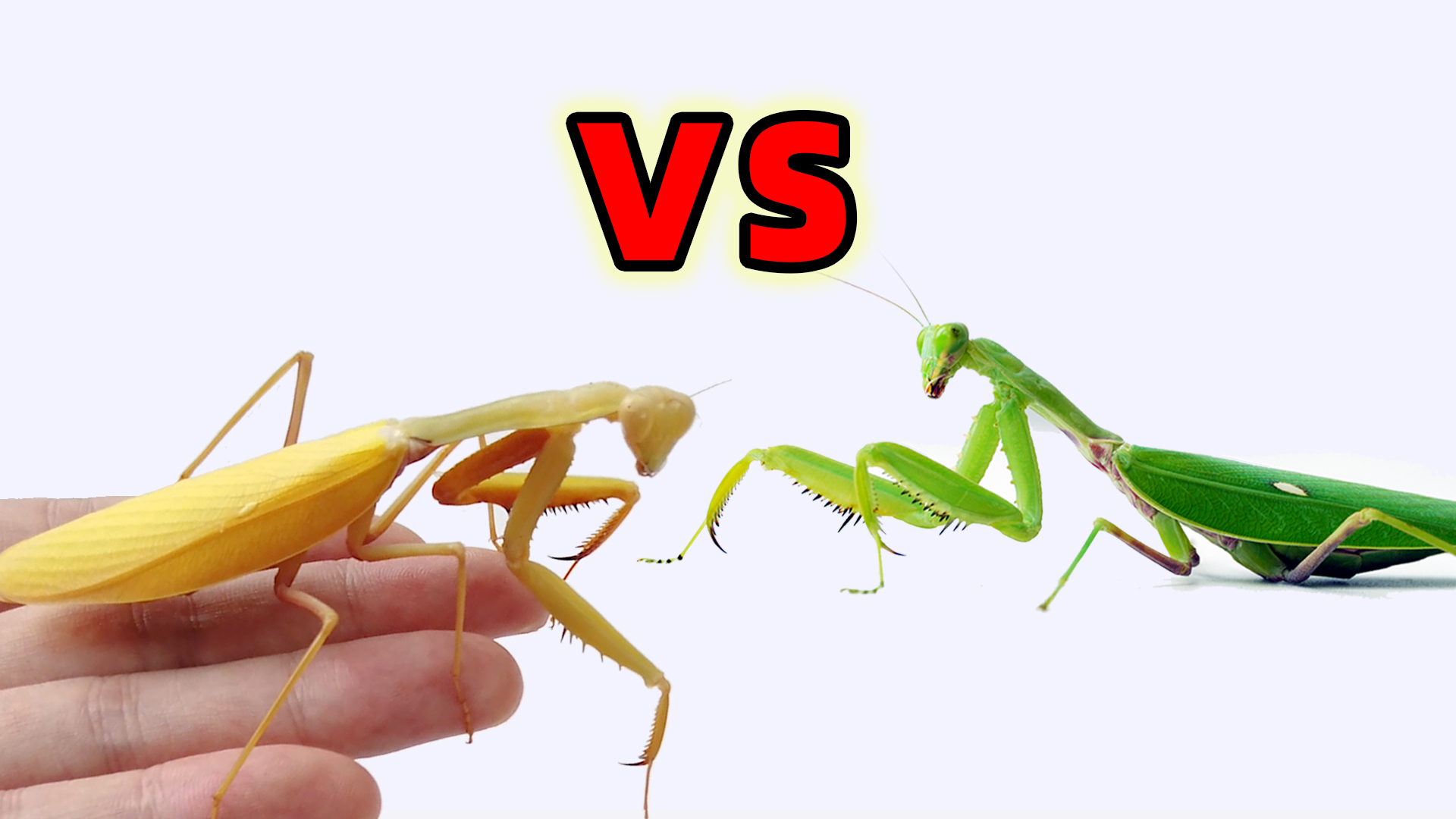 金色亮斧螳vs绿色螳螂,一场荣誉捍卫战!