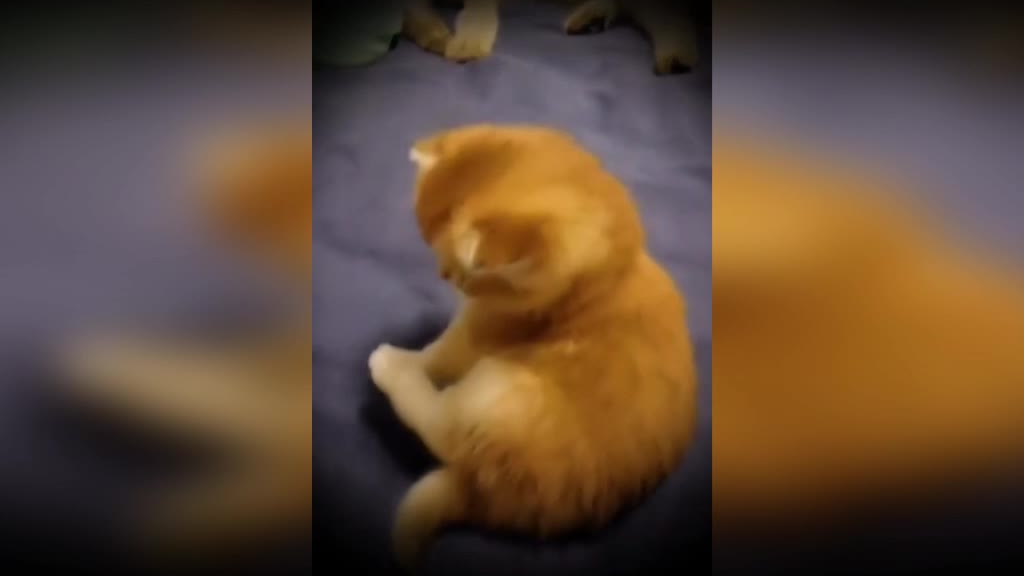 大家一起来吸猫