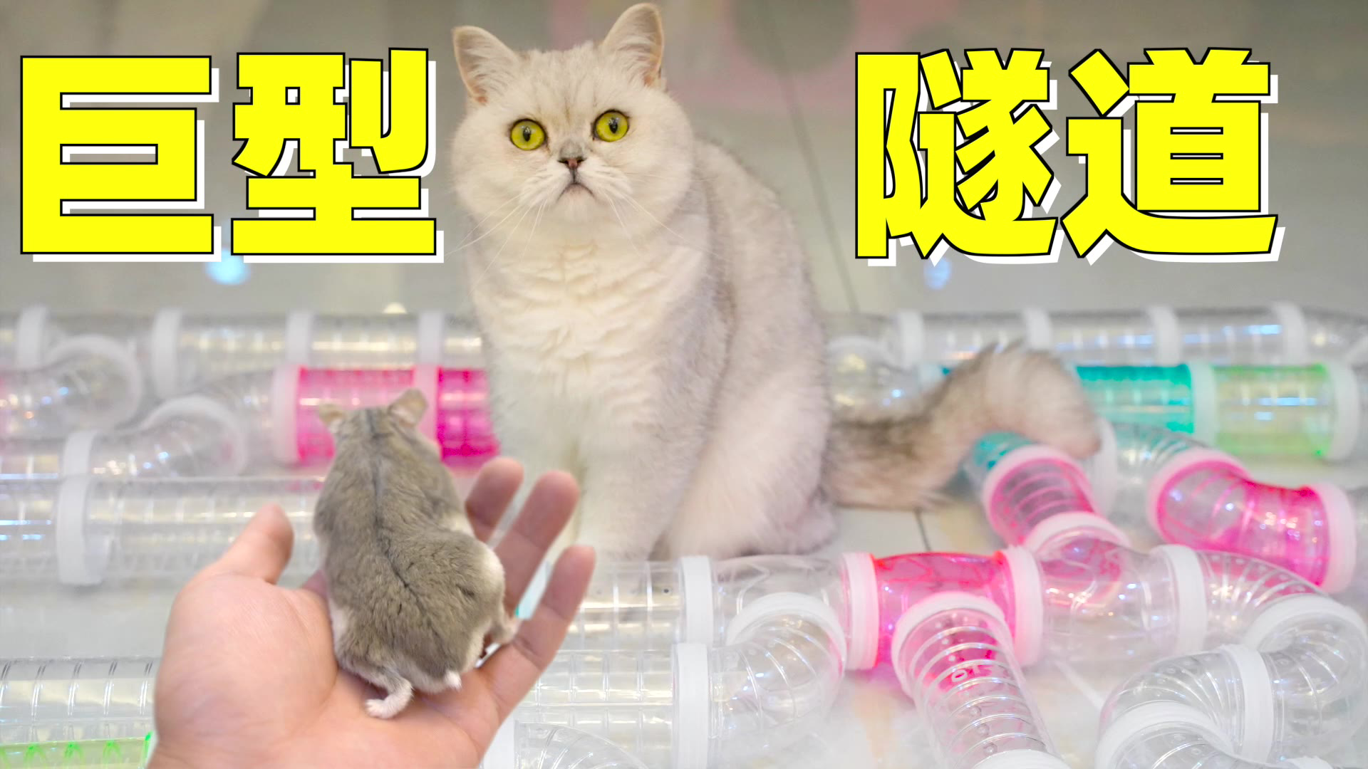 建造超大仓鼠隧道,猫咪还在一旁盯梢,仓鼠:这是去世加速器吧!
