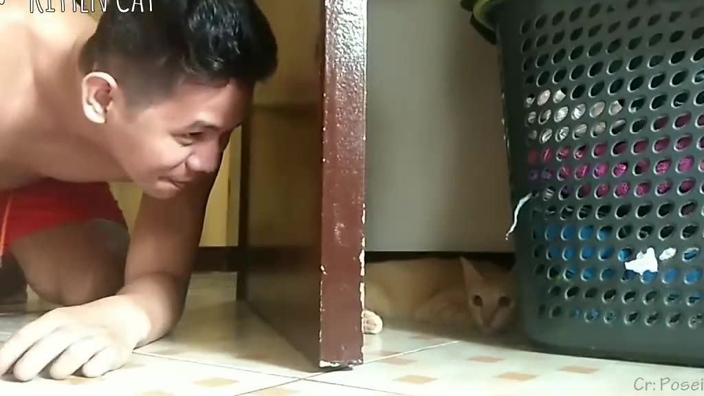 猫咪和人类互动的可爱瞬间