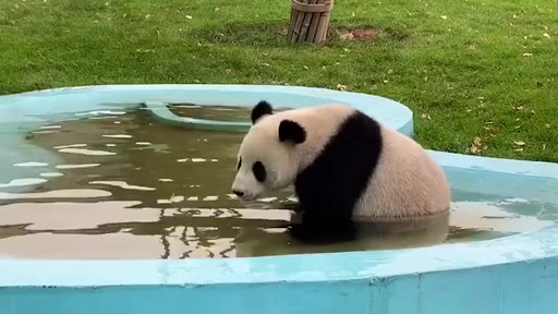 【每日一滚】当大熊猫来到东北以后 泡澡技能get!