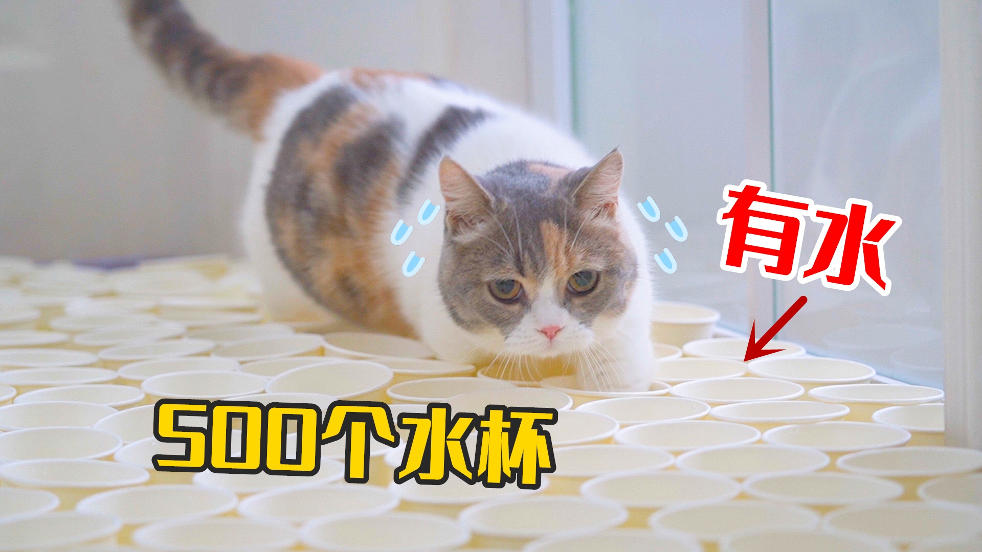 500个杯子堵住猫咪去路,猫会怎么做?猫:杯里有水!