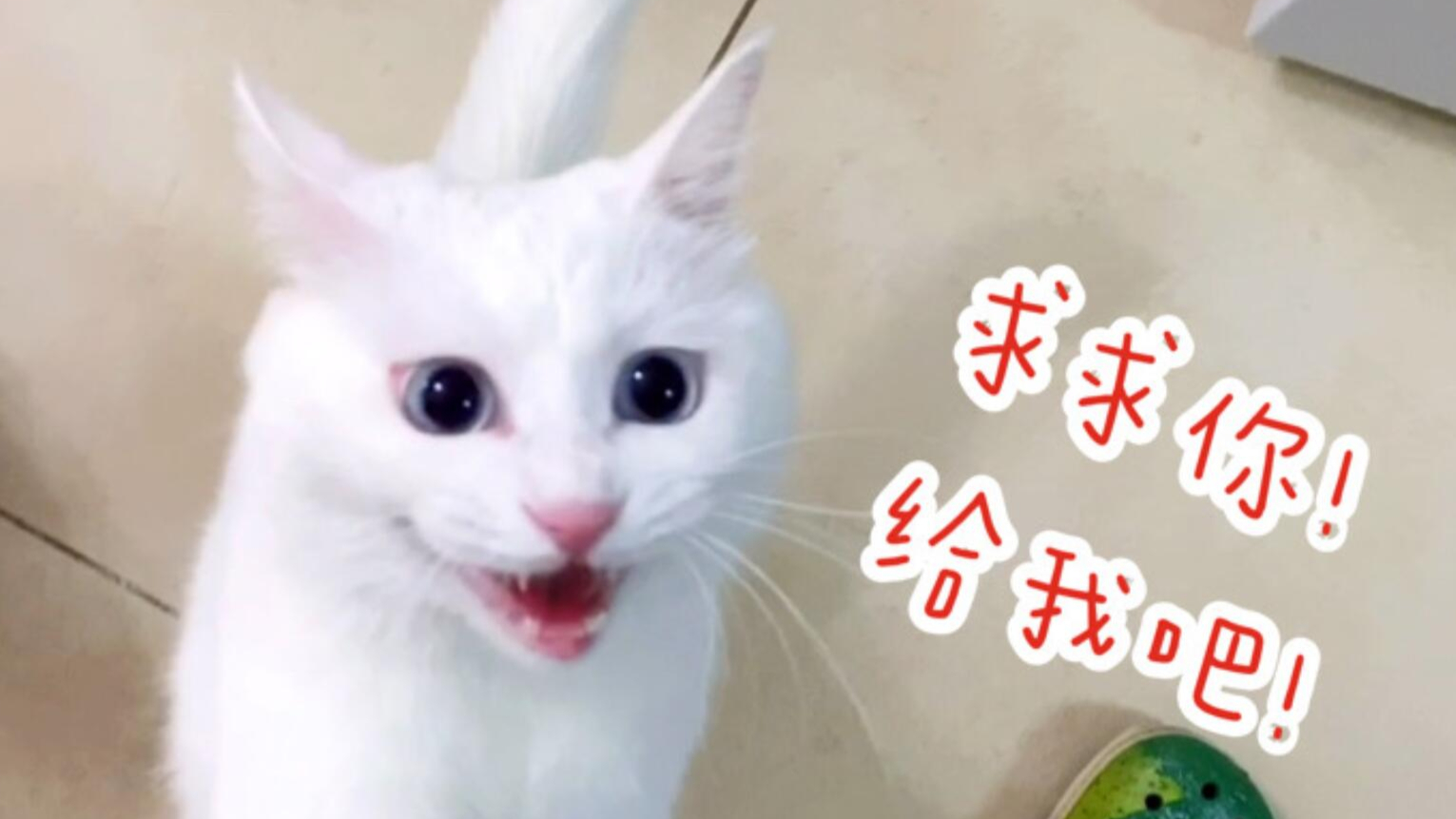 猫咪用致命奶音讨食,这谁顶得住啊!都给你!