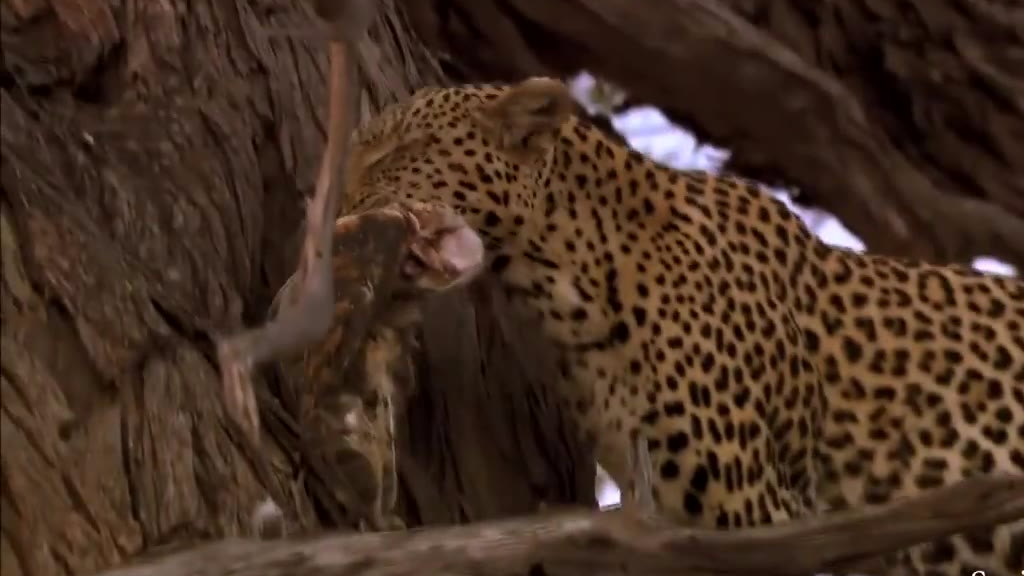 【今日傻鸮】Amazing: Leopard Rockets Up a Tree to Catch