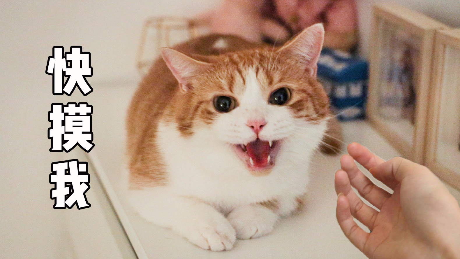 猫咪都好色?为什么猫更喜欢女生的原因找到了!