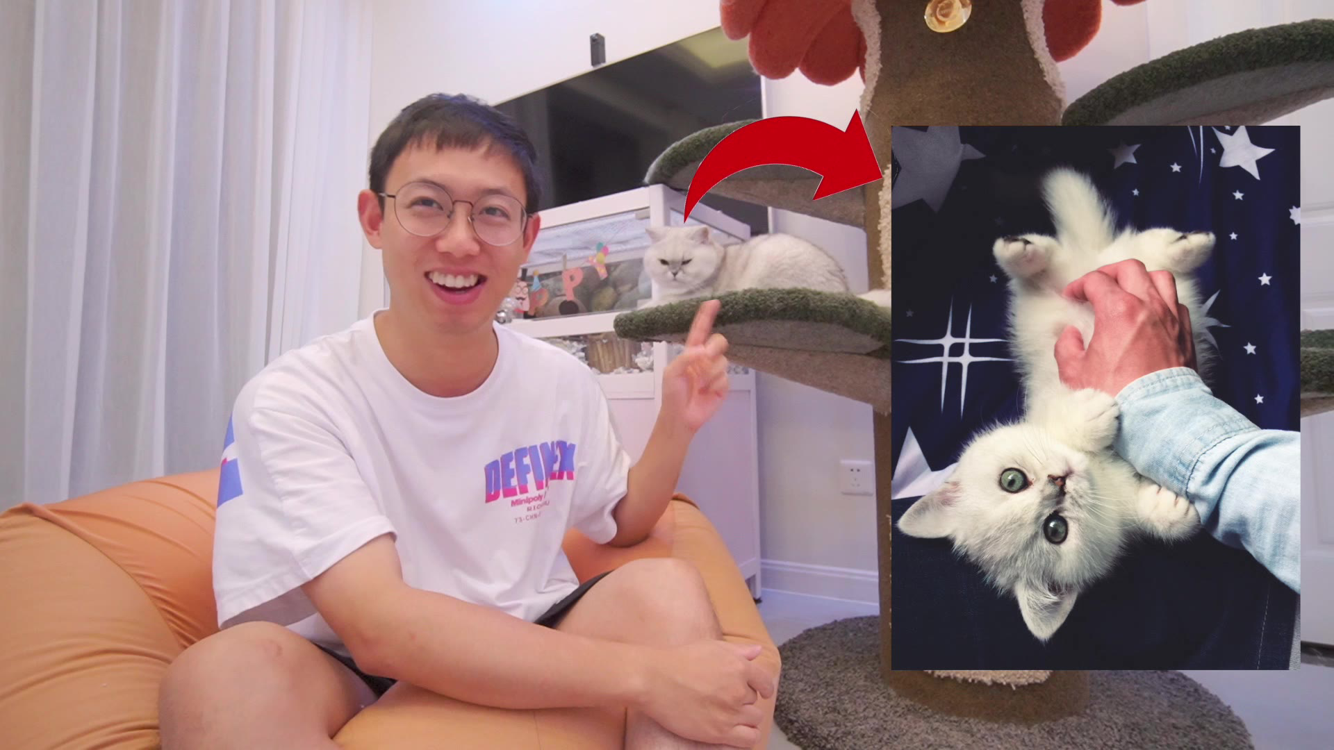 拍猫就能赚钱?做萌宠自媒体的这四年我有话想说!