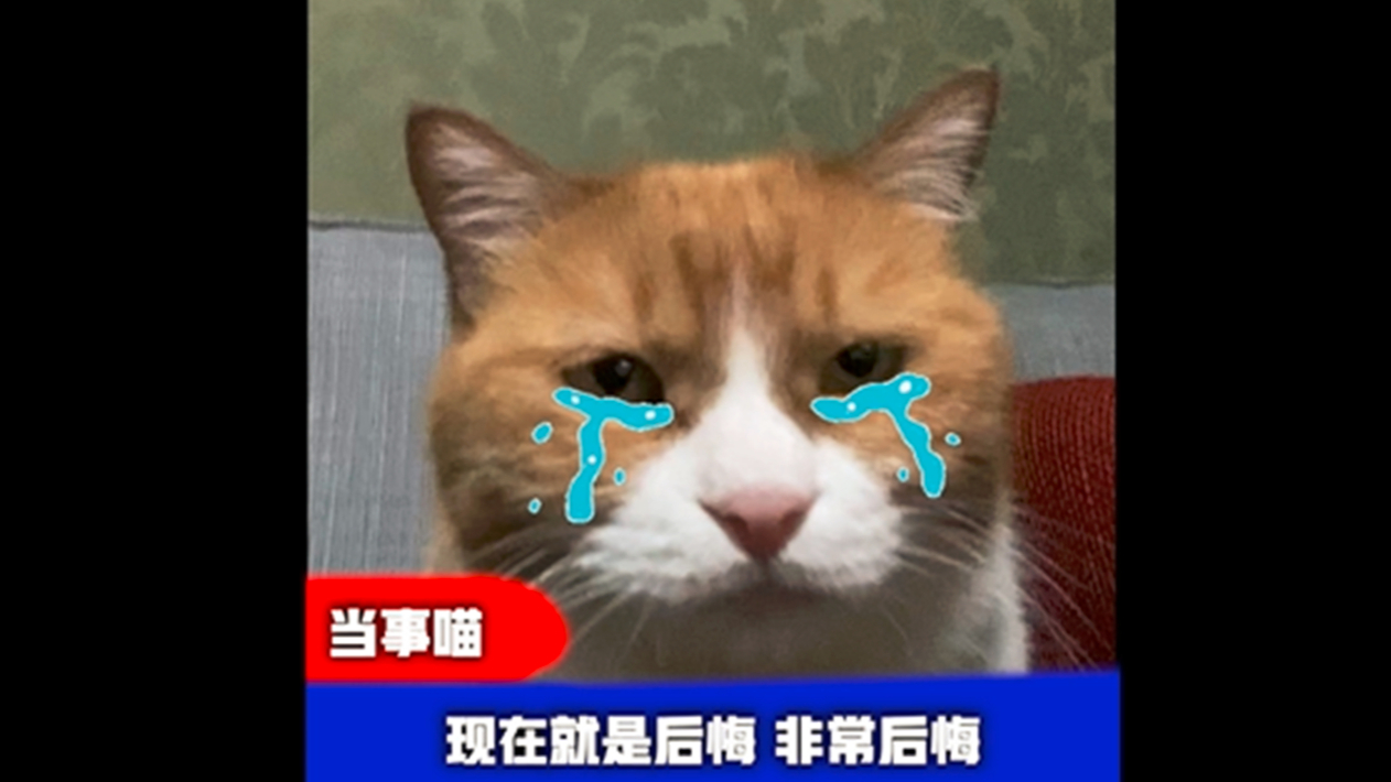 舔猫小咪:你今天就算是把胳膊摆在我面前!我也不会理…prprpr