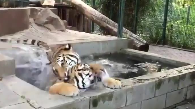 太可爱了,大猫也这么调皮