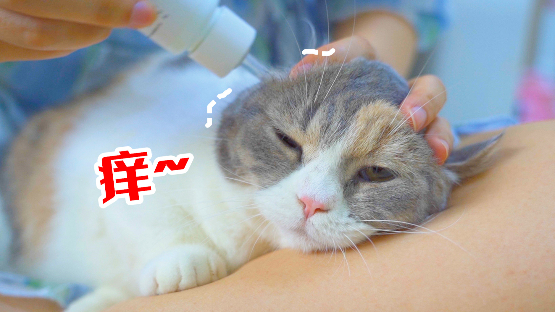 给猫咪洗耳朵,猫奇痒难忍,直接把女主人抓出血痕!