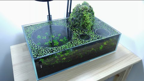 【生态缸】2020.01.09 Volcano Filter Betta Aquarium