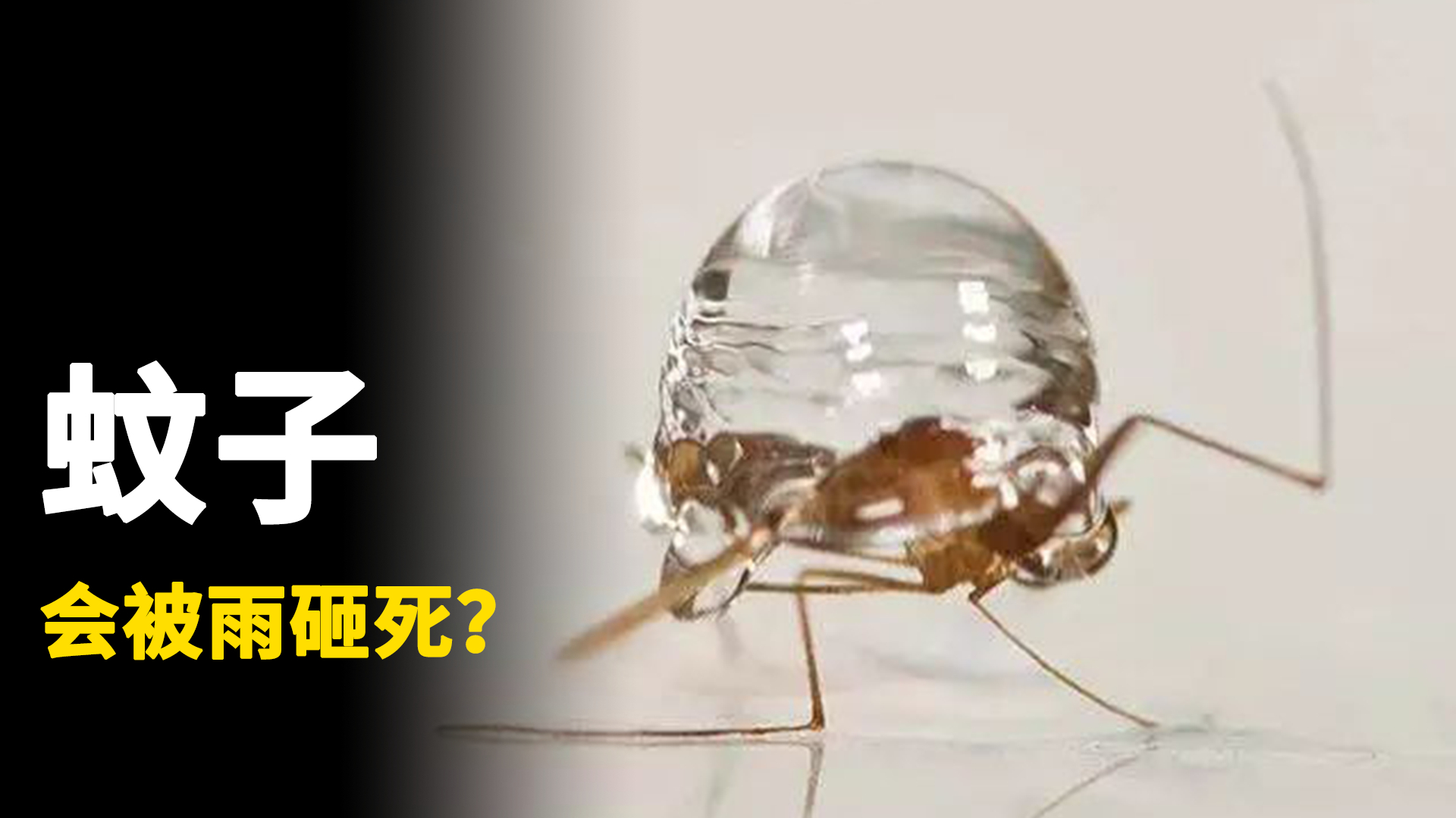 下雨时,雨滴会把蚊子砸死吗?