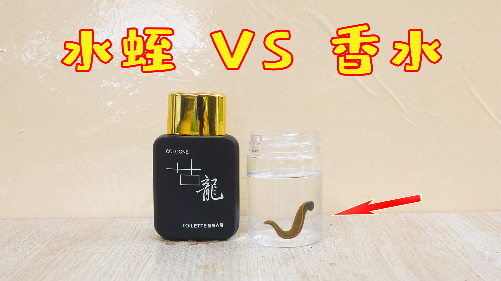 香水有毒?把“水蛭”放进古龙香水里面,会发生什么?