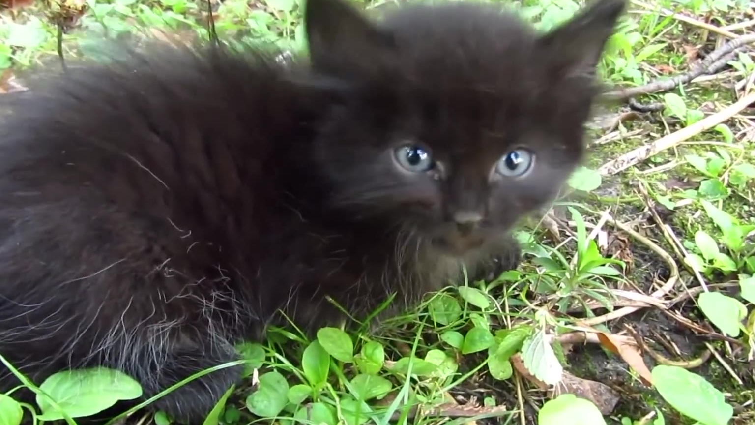 网友偶遇一只蓝眼睛小黑猫,吃了几口猫粮以后就乖乖任撸了