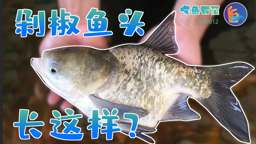 剁椒鱼头的尾巴都去哪了?