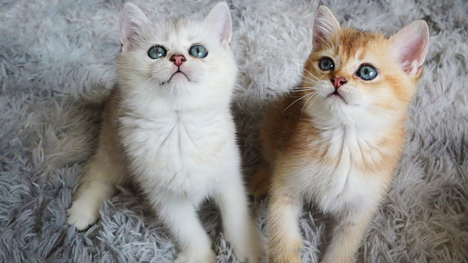 玩逗猫棒好开心呀