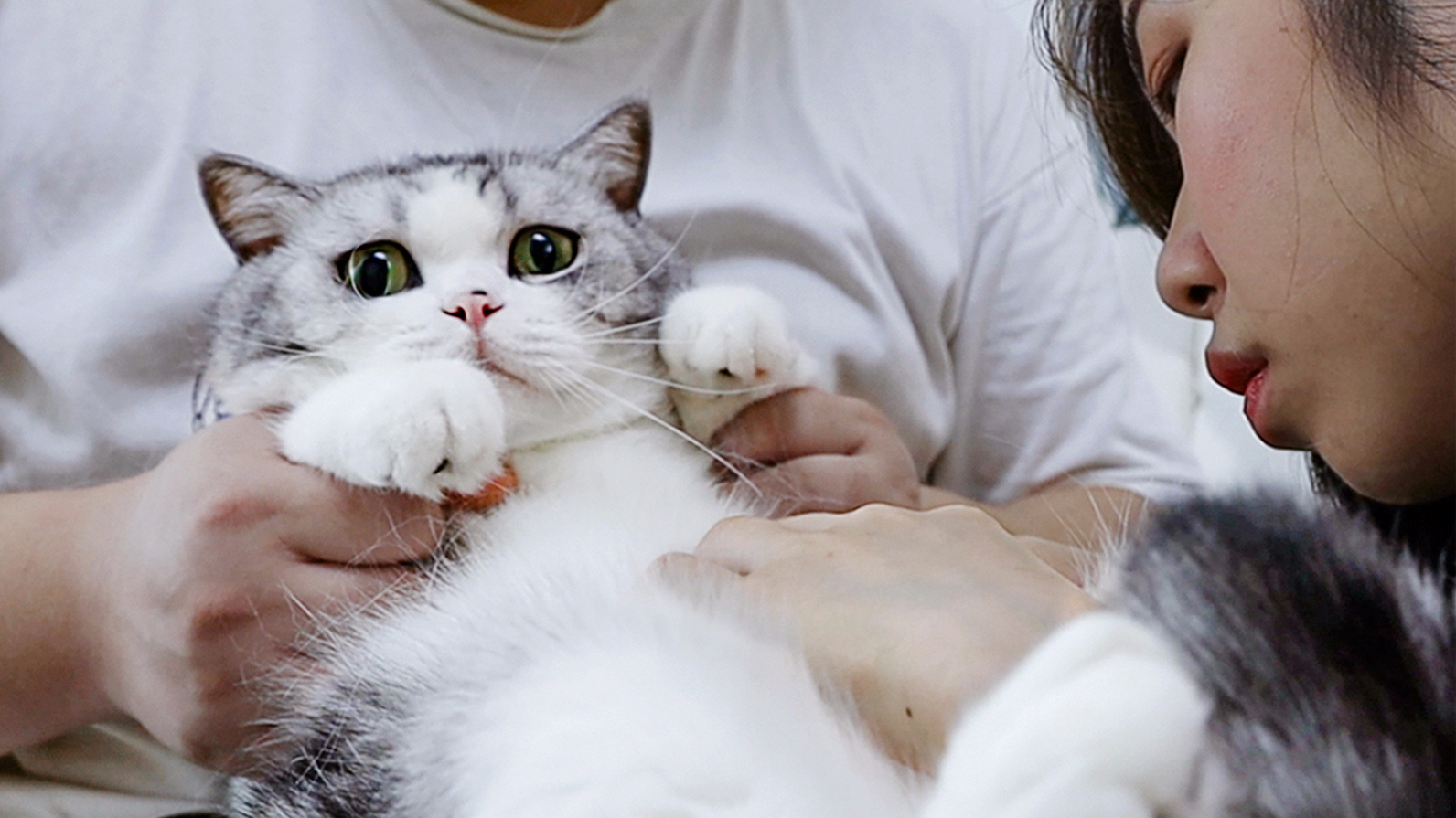 揭秘猫咪冷知识!猫咪也有肚脐眼?小猫咪没有隐私啦!