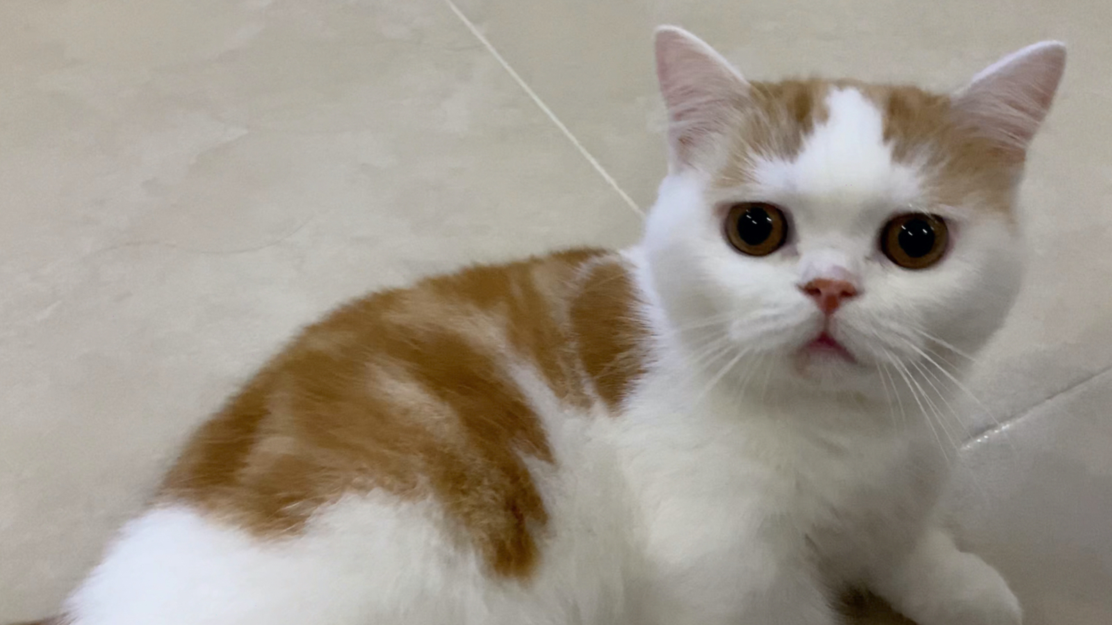 猫的报复 简单直接