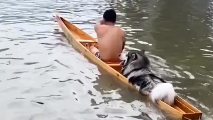 狗子迷惑行为大赏